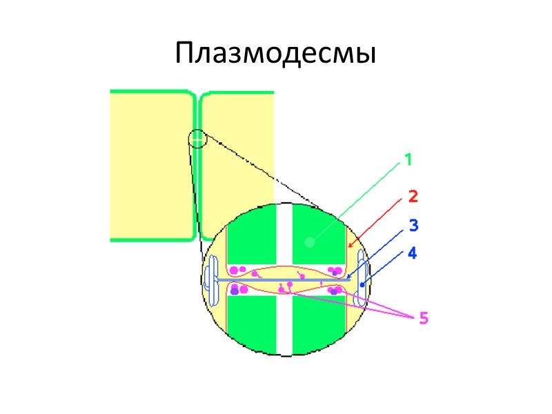 Плазмодесмы